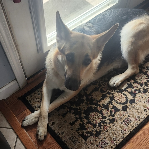 Meet your Posher, Pam. I WILL ACCEPT ANY REASOABLE OFFER - Picture 6 of 13